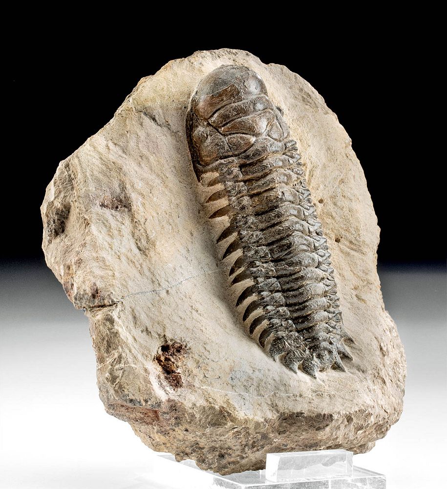 Appraisal: Crotocephalus Moroccan Trilobite Fossil Morocco Devonian Period ca to million