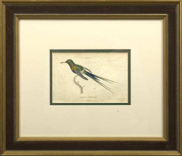 Appraisal: British School Second Quarter th Century Hummingbirds suite of six