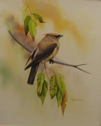 Appraisal: Deitmar Krumrey x watercolor signed lower right Cedar Waxwing