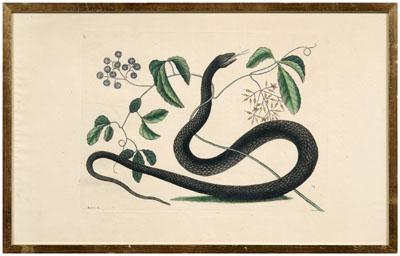 Appraisal: Mark Catesby etching British - Frutex hellip anguis black rat