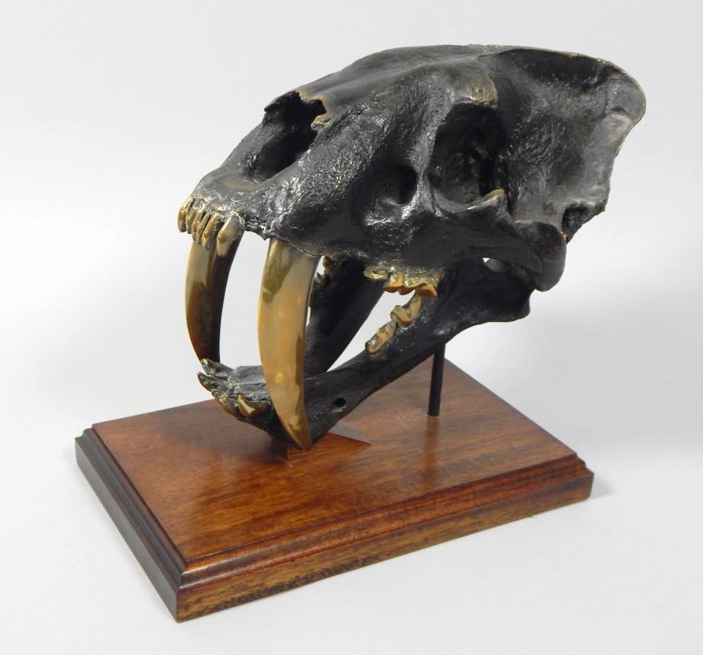 Appraisal: A large cast and polished bronze sabre tooth tiger skull