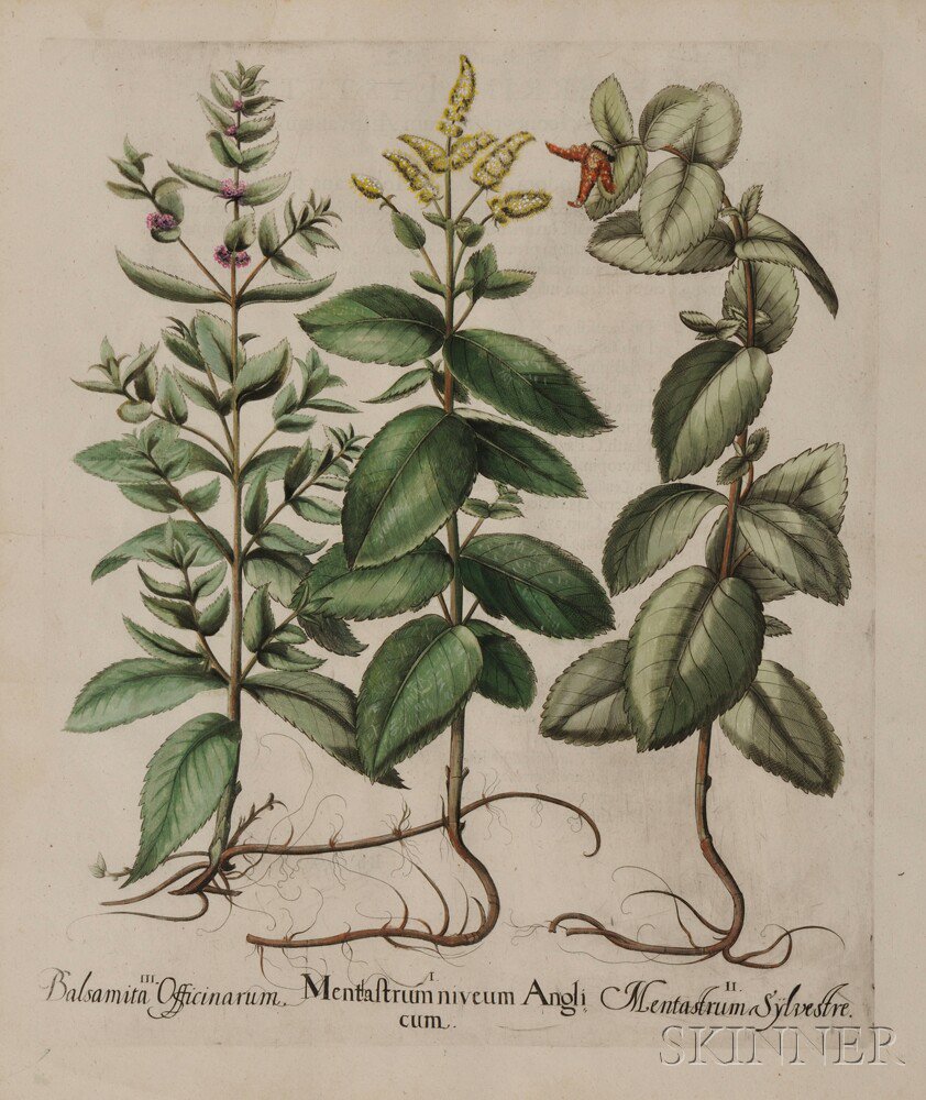 Appraisal: Besler Basilius - Balsamita and Mentatestrum from Hortus Eystettensis Hand-colored