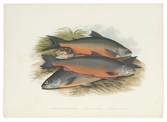 Appraisal: FISHES Houghton William British Fresh-Water Fishes lovely color plates volumes