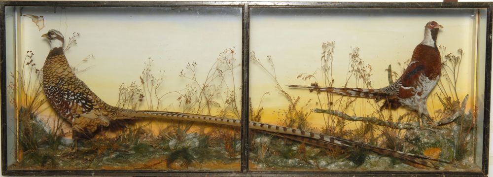 Appraisal: CASED TAXIDERMY DIORAMA th CenturyDepicting two pheasants in a landscape