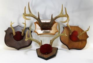 Appraisal: Taxidermy Deer Antler Rack Mounts NORTH AMERICA TH CENTURY A