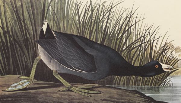 Appraisal: JOHN JAMES AUDUBON AMERICAN - x sheet size American Coot