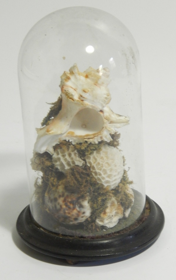 Appraisal: A small Victorian shell ornament with applied moss under a