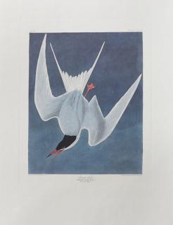 Appraisal: John James Audubon - Great Tern No Plate th c