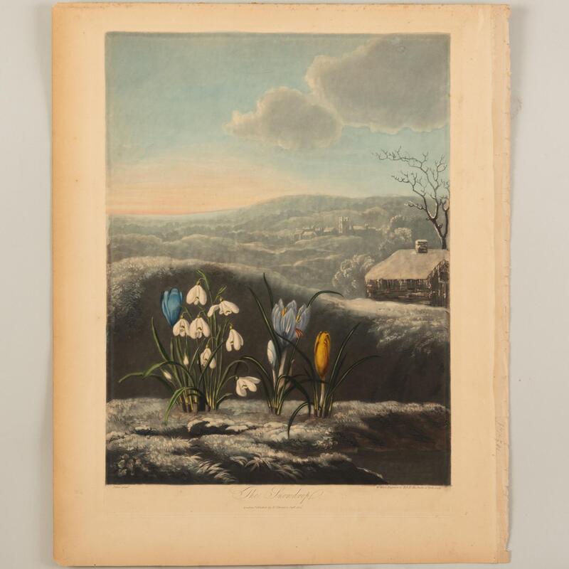 Appraisal: Robert John Thornton - The Snowdrop Engraving with hand-coloring on