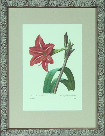 Appraisal: After Pierre Joseph Redoute French - Amaryllis trio of offset