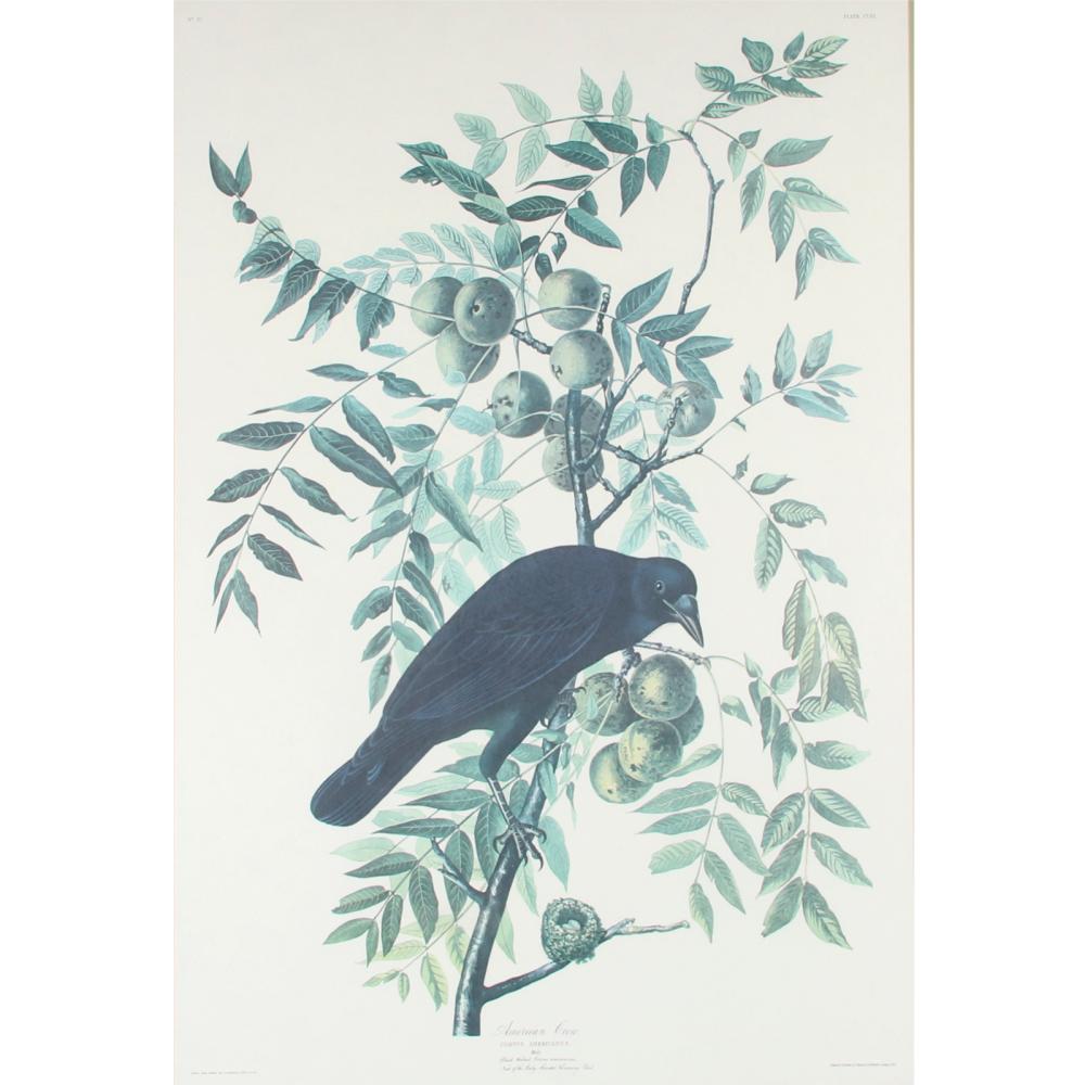 Appraisal: JOHN JAMES AUDUBON LARGE SCALE AMERICAN CROW CORVUS AMERICANUS MALE