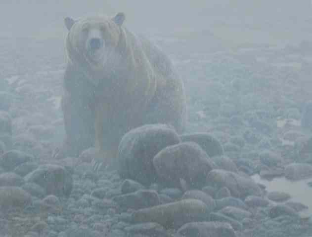 Appraisal: ROBERT BATEMAN COLOR LITHOGRAPH Canadian b titled ''End of Season-Grizzly''