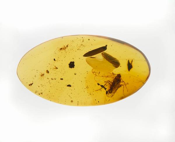 Appraisal: Planthopper in Amber Order Homoptera Family Cixiidae Oligocene La Toca