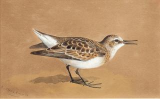 Appraisal: Archibald Thorburn - A Little Tattlersigned A Thorburn lower leftwatercolor