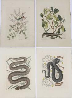 Appraisal: Mark Catesby British - Four prints Eastern Hog-nosed Snake T