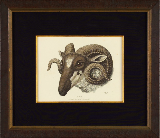 Appraisal: British School th Century Ram hand-colored engraving by Howitt sight