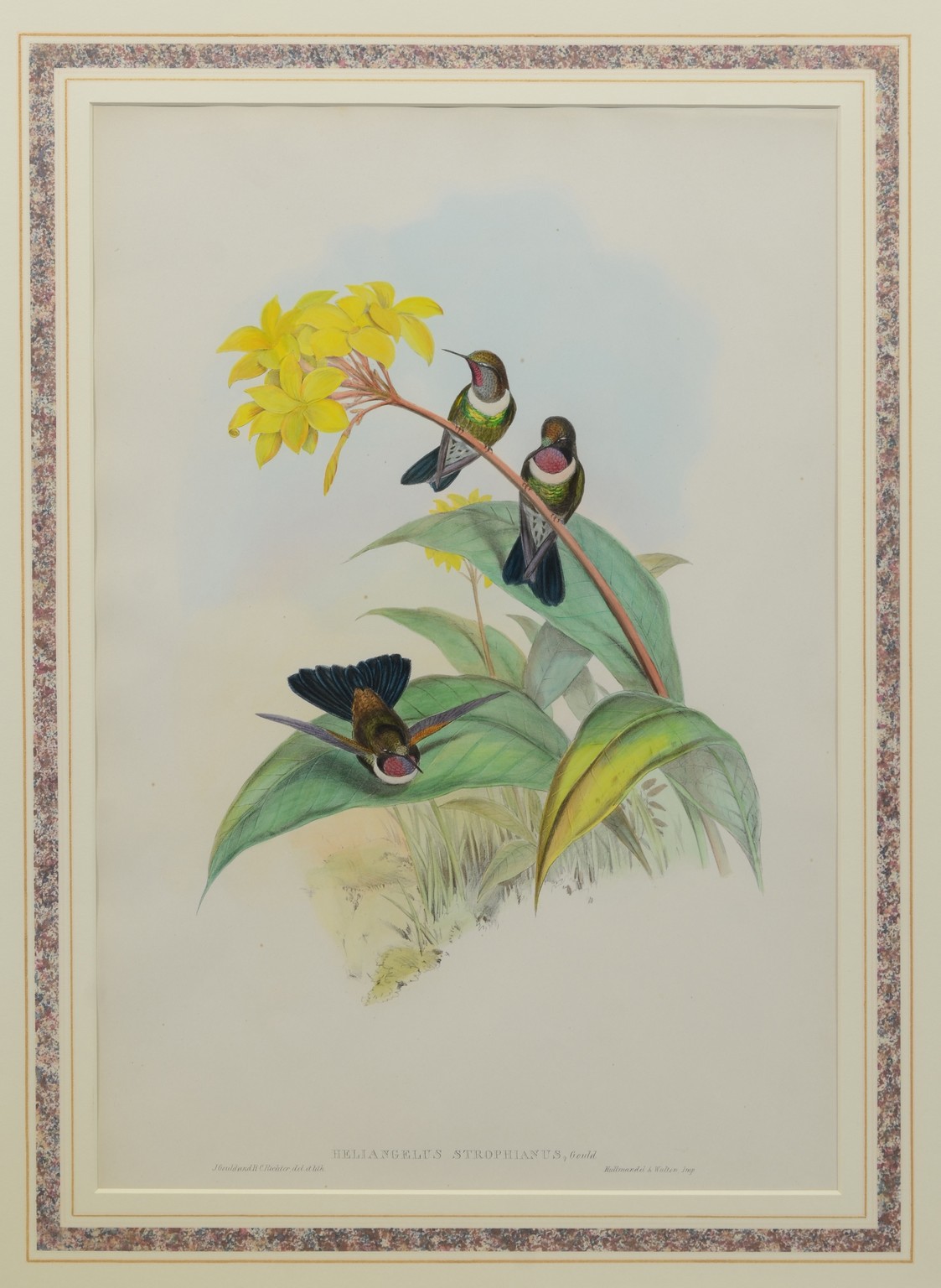 Appraisal: John Gould Henry Constantine Richter British th Century hand colored