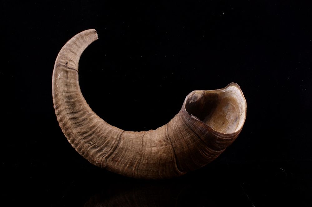 Appraisal: Alaska Professional Taxidermy Dall Sheep Horn Featured in this lot