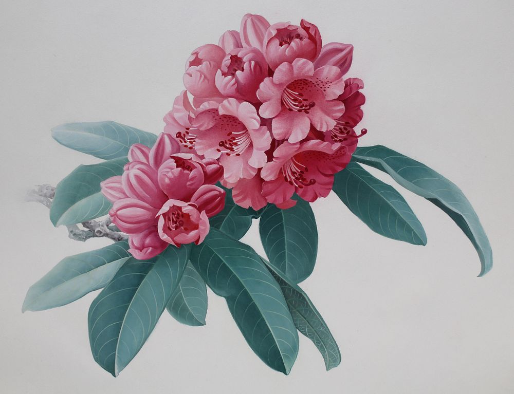 Appraisal: Zeng Xiaolian B Rhododendron Agglutinatum Zeng Xiaolian B Rhododendron Agglutinatum