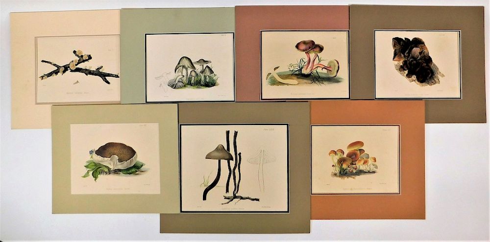 Appraisal: Antique Fungi Mushroom Colored Lithographs Europe th- th Century Seven