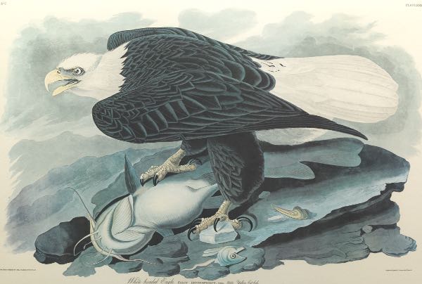 Appraisal: JOHN JAMES AUDUBON AMERICAN - x sight size White Headed