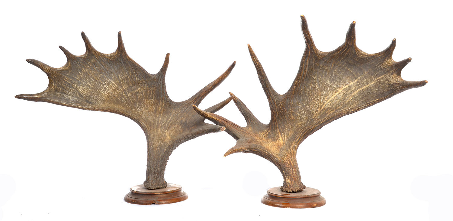 Appraisal: A PAIR OF -POINT DEER ANTLERS EACH MOUNTED SEPERATELY ON