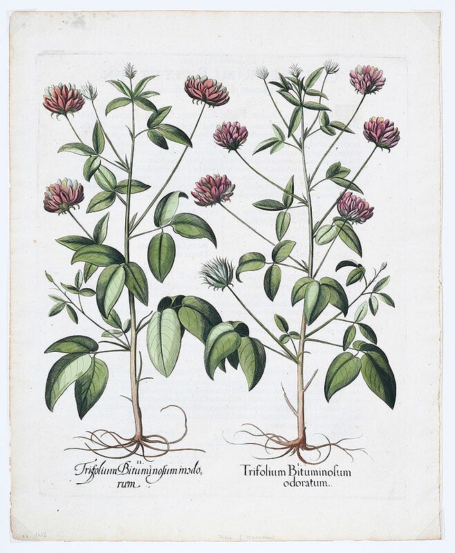 Appraisal: Basilius Besler German - Trifolium Bituminofumodoratum from Hortus Eystettensis The