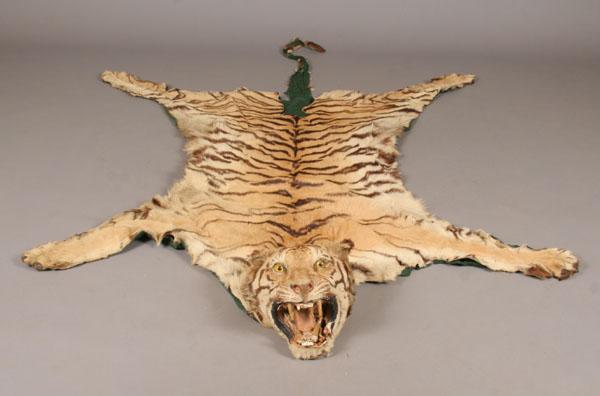 Appraisal: Vintage full-bodied tiger hide rug with taxidermy head L x