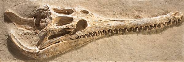 Appraisal: Marine Crocodile Skull Dyrosaurus phosphaticus Thanetian Stage Eocene North Africa