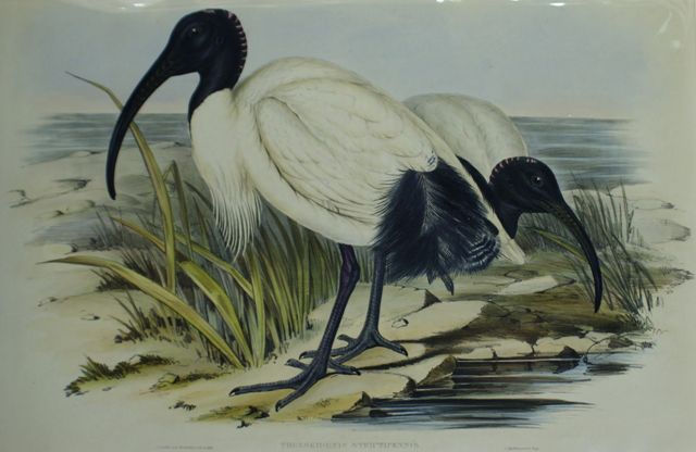 Appraisal: White Ibis Threskiornis Strictipennis