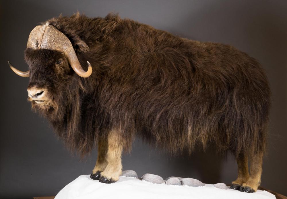 Appraisal: BARREN GROUND MUSK OX TAXIDERMY MOUNT Nunivak Island Alaska full