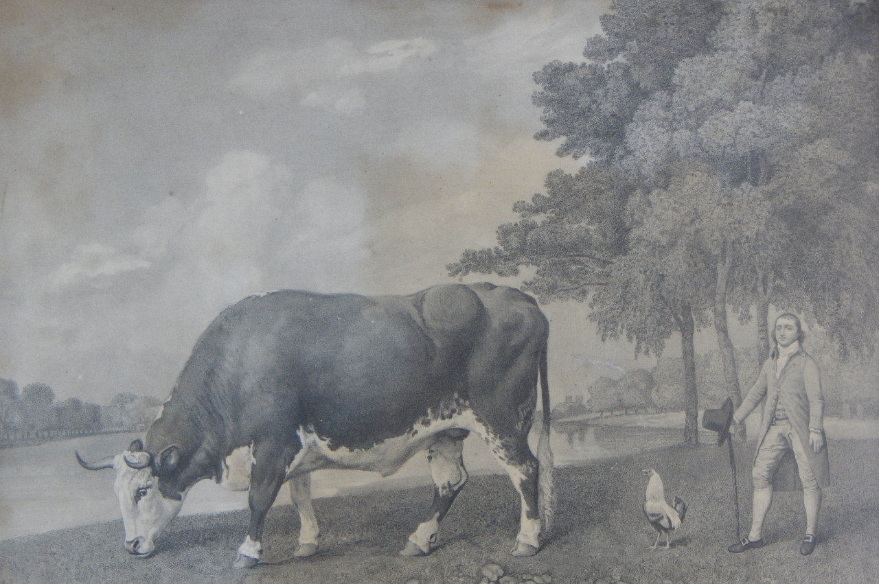 Appraisal: After George Stubbs A print of the Lincolnshire Ox dedicated