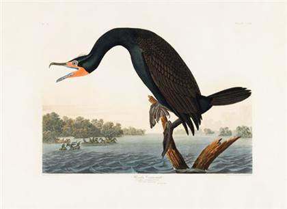 Appraisal: piece Hand-Colored Engraving with Aquatint and Etching Audubon J ohn