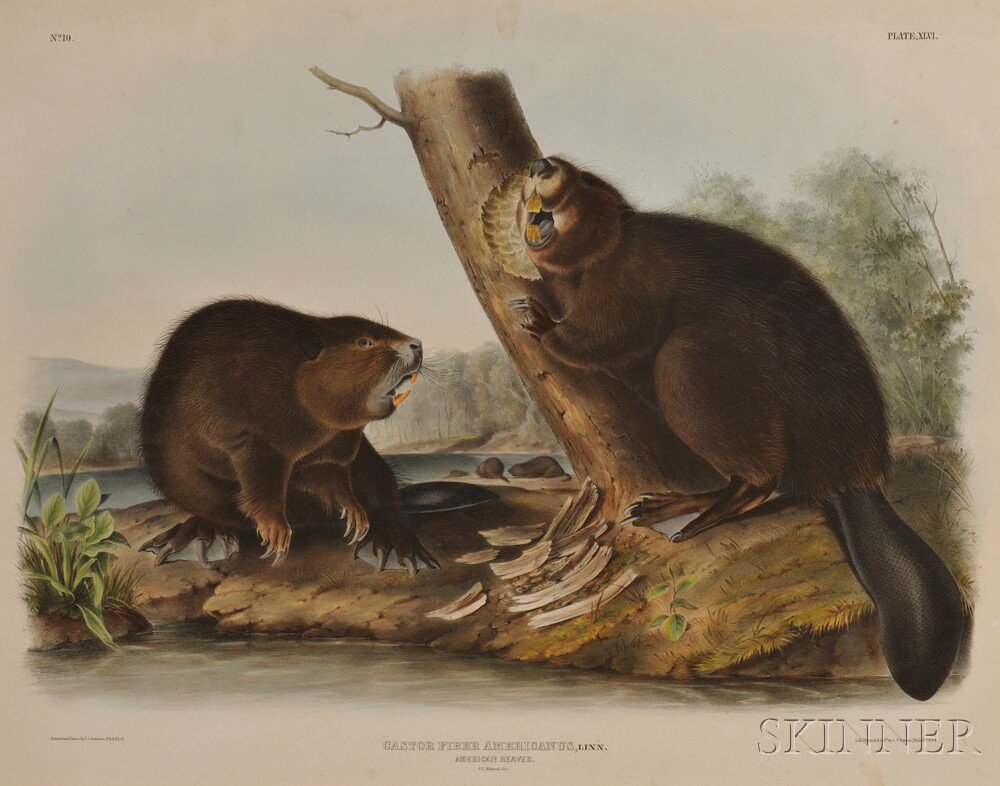 Appraisal: Audubon John James - American Beaver Plate XLVI from The