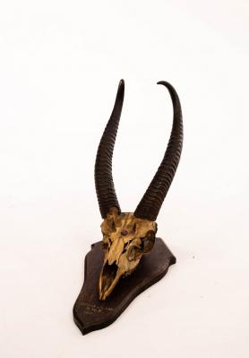 Appraisal: A pair of reedbuck horns mounted on a wooden shield