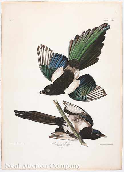 Appraisal: John James Audubon American - American Magpie Plate hand-colored aquatint