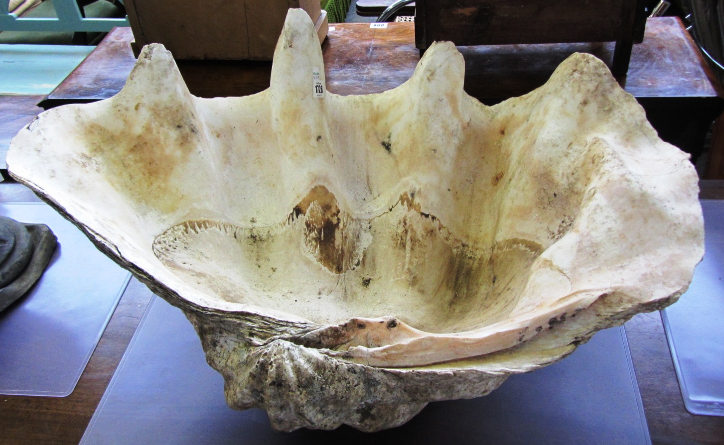 Appraisal: A giant clam shell half of typical form early th