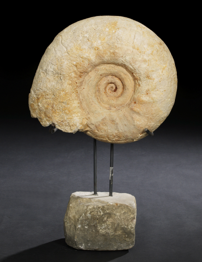 Appraisal: Monumental Ammonite Fossil now mounted on a custom wrought-steel ashlar