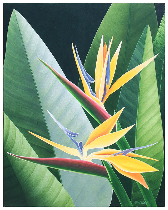 Appraisal: SCHOTT Robert American th st Century Bird of Paradise Oil