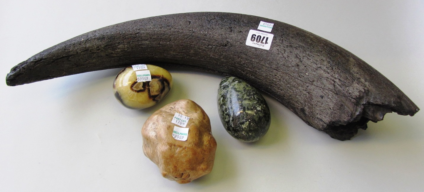 Appraisal: A fossilized tusk cm two hardstone eggs and a piece