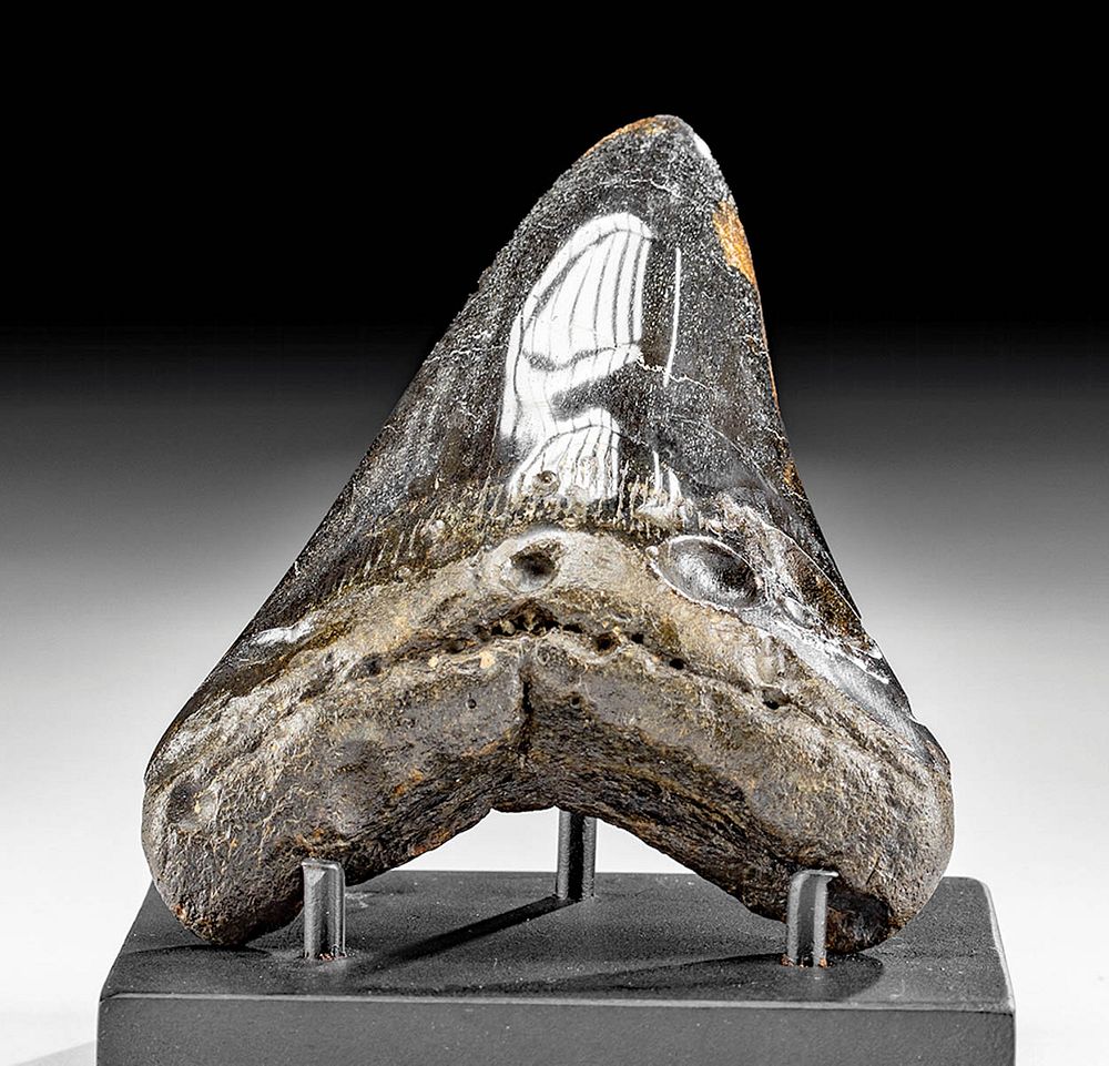 Appraisal: Beautiful Fossilized Megalodon Tooth Ancient Seas Middle Miocene to end