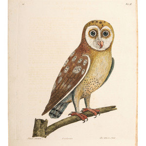 Appraisal: A Collection of Ornithology and Entomology Prints th-Early th Century