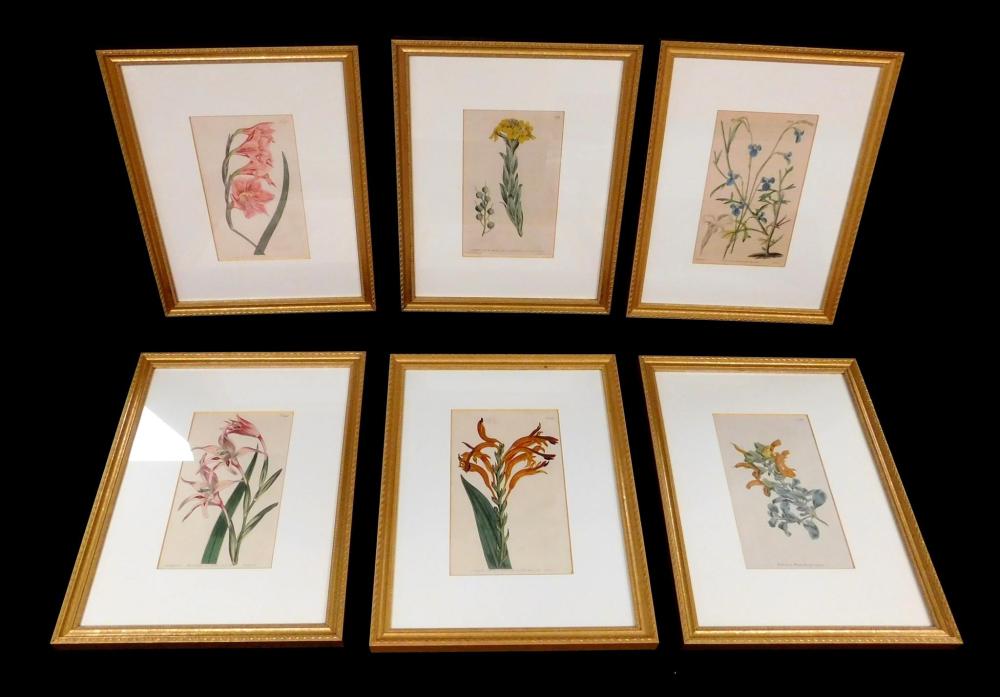 Appraisal: Six th th C Curtis hand painted botanical engravings published