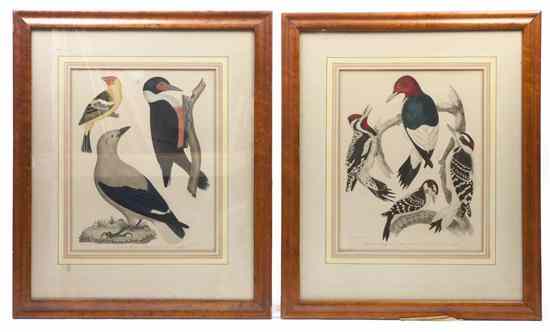 Appraisal: Two Handcolored Engravings after Alexander Wilson - each depicting woodpeckers