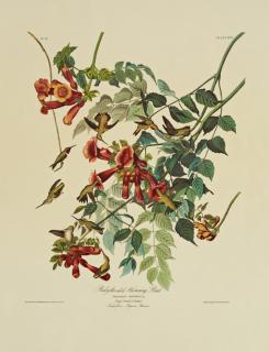 Appraisal: John James Audubon - Ruby-throated Hummingbird No Plate Amsterdam edition