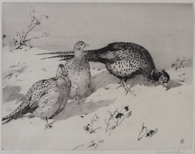 Appraisal: WINIFRED AUSTIN - Pheasants in a landscape etching pencil signed