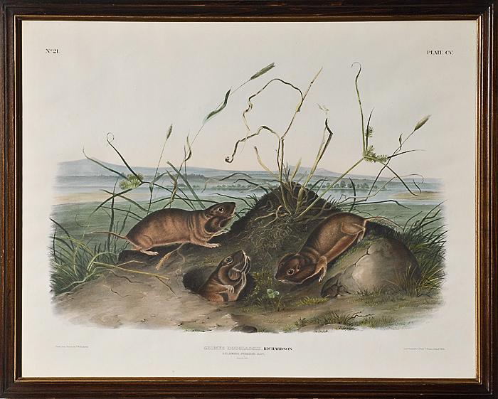 Appraisal: AUDUBON IMPERIAL QUADRUPED COLUMBIA POUCHED RAT ca Plate CV Hand