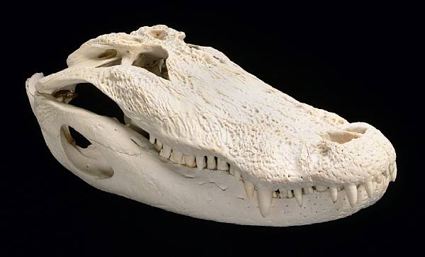 Appraisal: Alligator Skull Alligator mississippiensis Southeastern United States Alligators are a