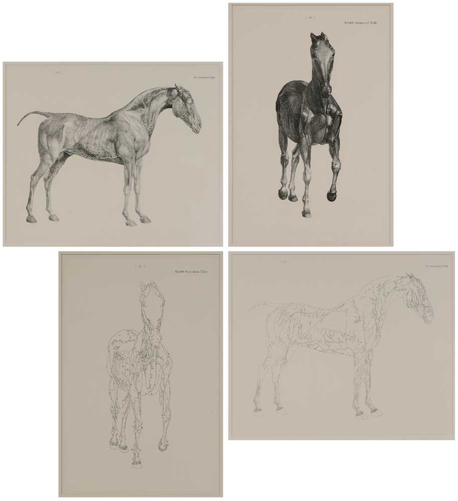 Appraisal: After George Stubbs British - prints from The Anatomy of