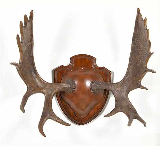 Appraisal: Moose antlers by Maitland-Smith realistic carved and painted rack mounted